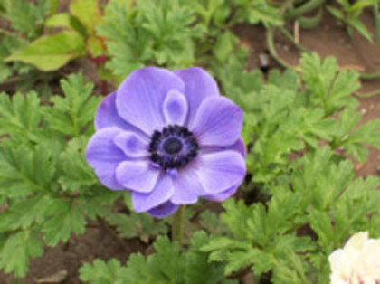 anemone - 4 2011 PLANTE GRADINA A-R