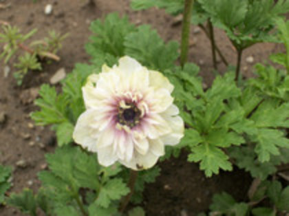 anemone