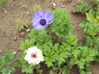 anemone - 4 2011 PLANTE GRADINA A-R