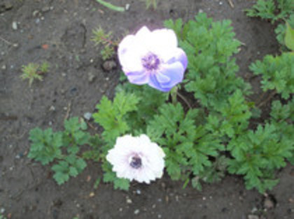 anemone - 4 2011 PLANTE GRADINA A-R