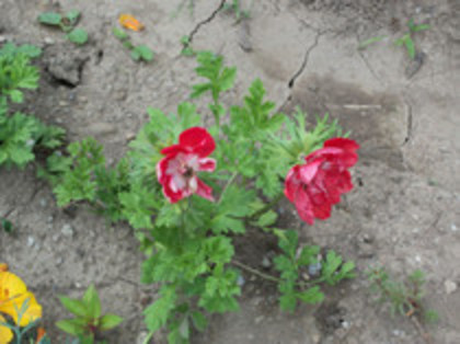 anemone - 4 2011 PLANTE GRADINA A-R