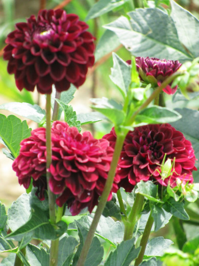 12 - dahlia 2011