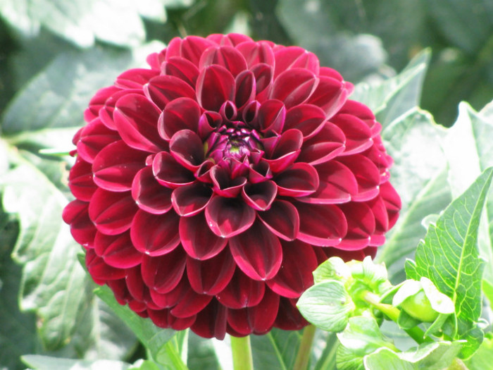 13 - dahlia 2011