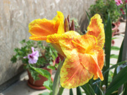 canna - 4 2011 PLANTE GRADINA A-R