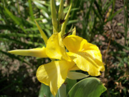 canna galbena