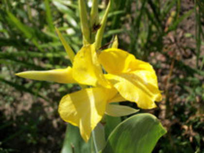 canna galbena