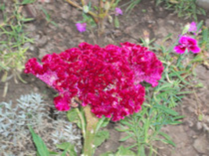 creasta cocosului - 4 2011 PLANTE GRADINA A-R