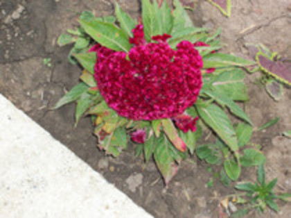 creasta cocosului - 4 2011 PLANTE GRADINA A-R