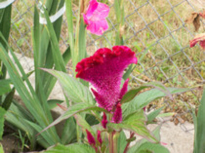 creasta cocosului - 4 2011 PLANTE GRADINA A-R