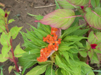 creasta cocosului - 4 2011 PLANTE GRADINA A-R