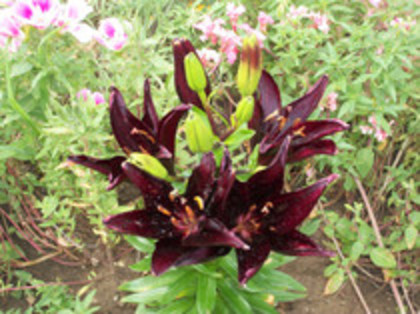 crin landini - 4 2011 PLANTE GRADINA A-R
