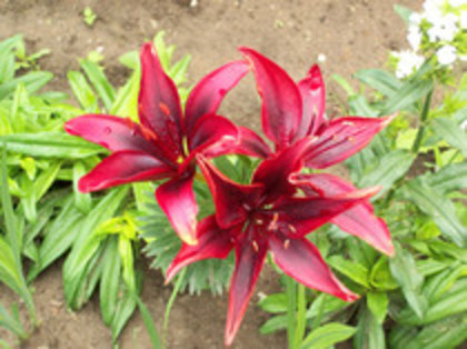 crin rosu - 4 2011 PLANTE GRADINA A-R