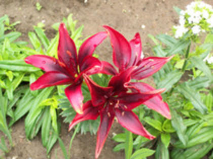 crin rosu - 4 2011 PLANTE GRADINA A-R