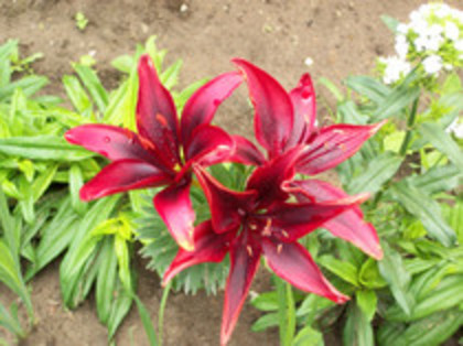 crin rosu - 4 2011 PLANTE GRADINA A-R