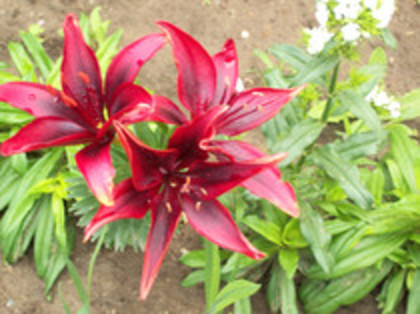 crin rosu - 4 2011 PLANTE GRADINA A-R