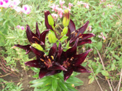 crin landini - 4 2011 PLANTE GRADINA A-R
