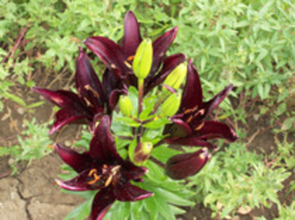 crin landini - 4 2011 PLANTE GRADINA A-R