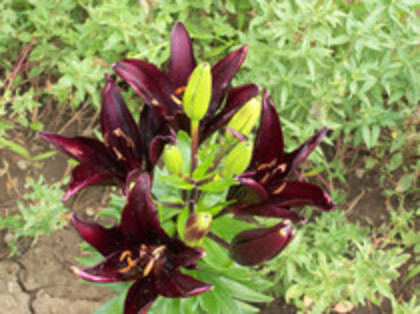 crin landini - 4 2011 PLANTE GRADINA A-R