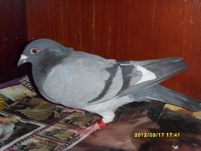 8739-10 F; Achimescu Jan  Nicu
