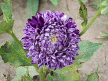 dalie pompon mov cu alb - 4 2011 PLANTE GRADINA A-R