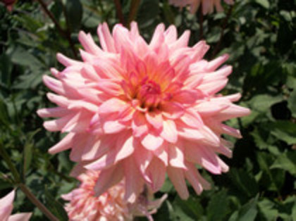 dalie crem - 4 2011 PLANTE GRADINA A-R