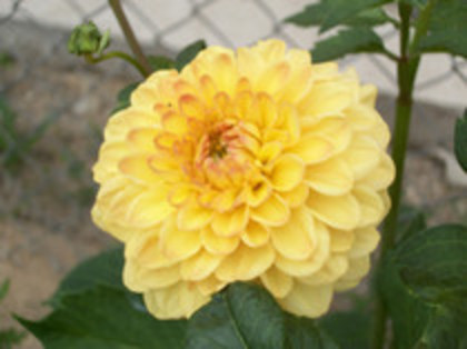 dalie pompon galbena - 4 2011 PLANTE GRADINA A-R