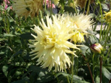 dalie creata galbena - 4 2011 PLANTE GRADINA A-R