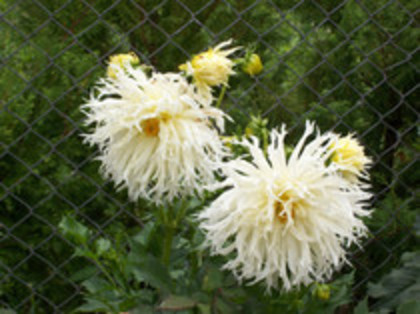 dalie cactus alba - 4 2011 PLANTE GRADINA A-R