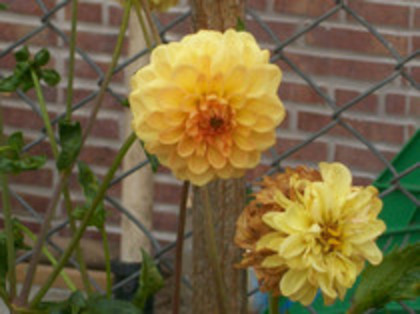 dalie pompon galbena