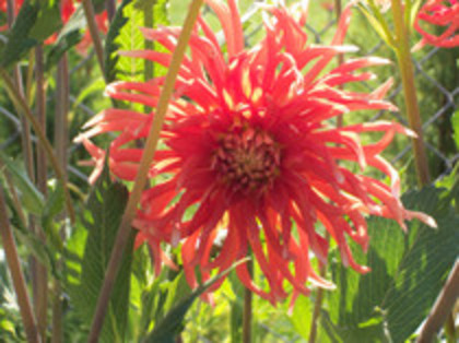 dalie creata portocalie