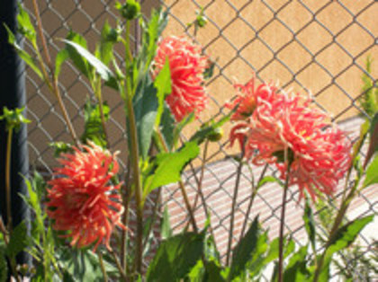 dalie creata portocalie