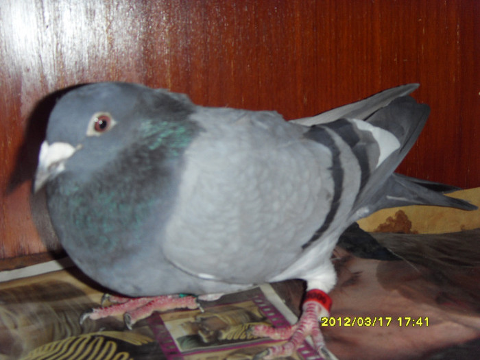 ACHIMESCU JAN + NICU