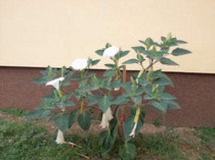 datura alba