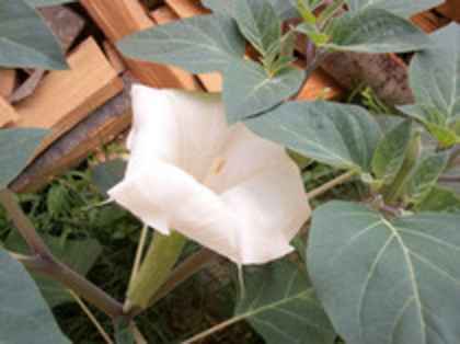 datura alba