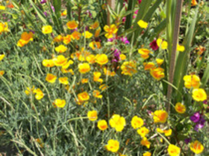 esoltia - 4 2011 PLANTE GRADINA A-R