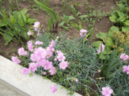 garoafe - 4 2011 PLANTE GRADINA A-R