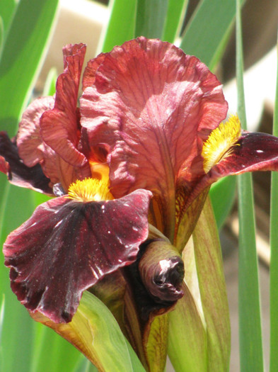 1 - Iris germanica si Iris pumila 2011