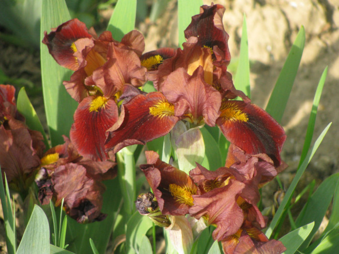 2 - Iris germanica si Iris pumila 2011