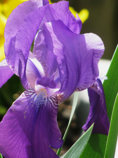 3 - Iris germanica si Iris pumila 2011