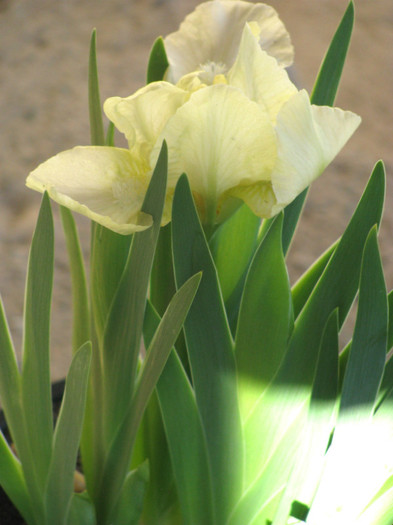 4 - Iris germanica si Iris pumila 2011