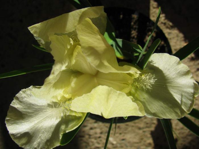 5 - Iris germanica si Iris pumila 2011