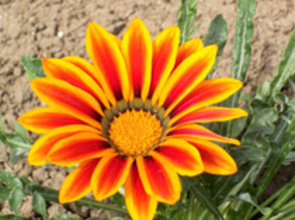 gazania