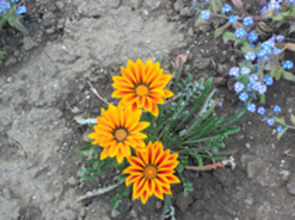 gazania