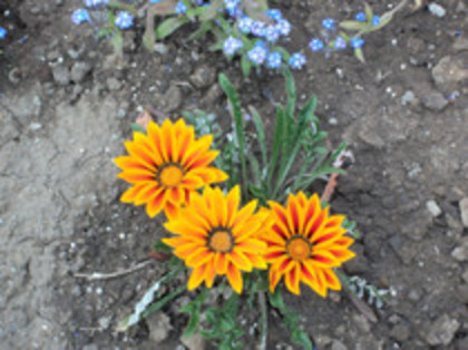 gazania