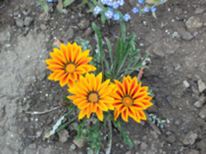 gazania