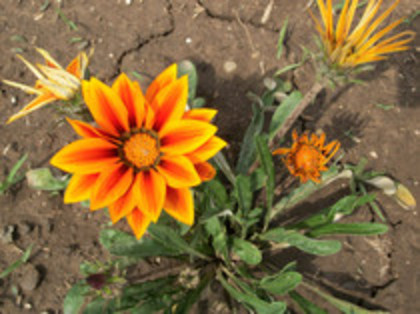 gazania