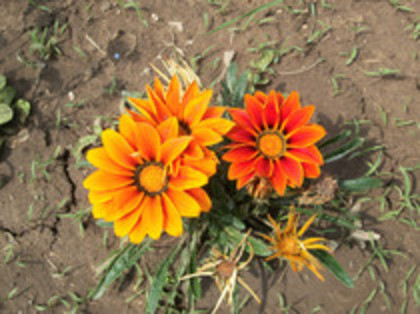 gazania