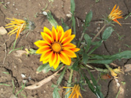gazania
