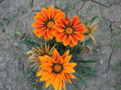 gazania