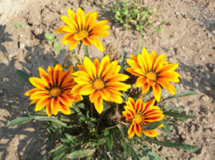 gazania - 4 2011 PLANTE GRADINA A-R